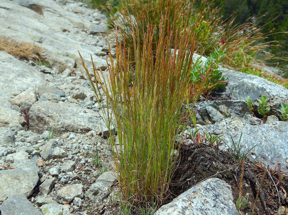 spike plant seeds Spike Bentgrass Seeds (Agrostis exarata) — Northwest Meadowscapes