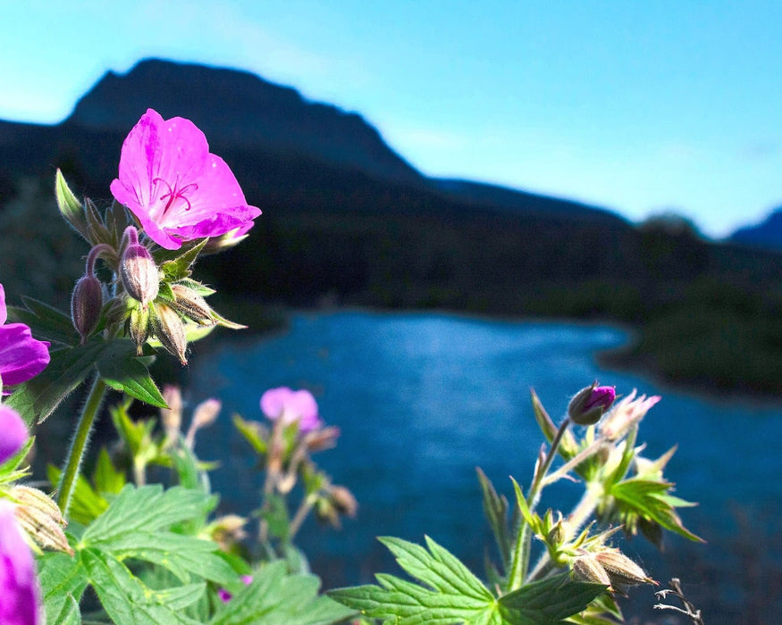 geranium summer skies seeds Sticky Purple Geranium Seeds (Geranium viscosissimum) — Northwest Meadowscapes