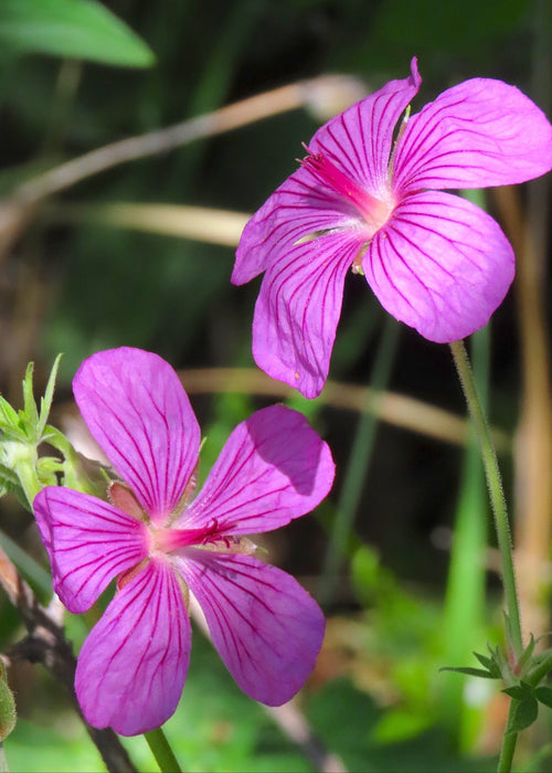 Sticky Purple Geranium Seeds (Geranium viscosissimum) - Northwest Meadowscapes