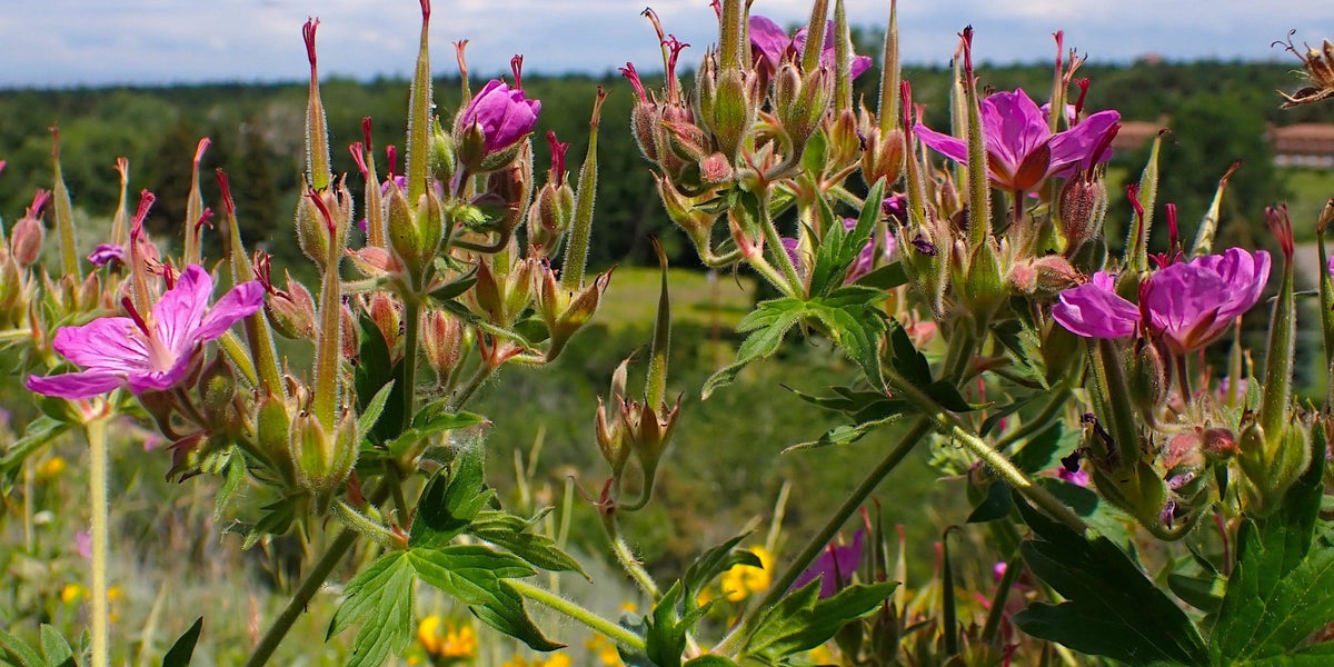 buy geranium seeds Sticky Purple Geranium Seeds (Geranium viscosissimum)