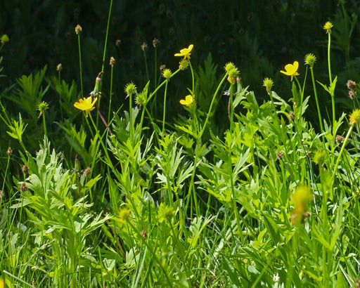 Straight - Beaked Buttercup Seeds (Ranunculus orthorhynchus) - Northwest Meadowscapes
