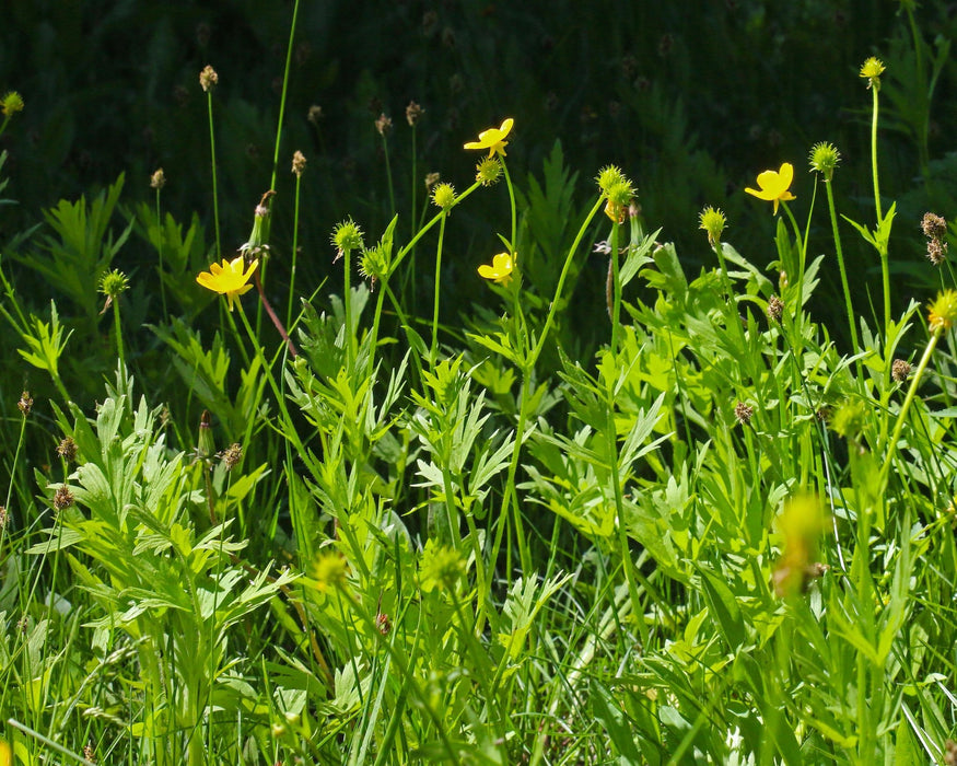 Straight - Beaked Buttercup Seeds (Ranunculus orthorhynchus) - Northwest Meadowscapes