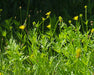 Straight - Beaked Buttercup Seeds (Ranunculus orthorhynchus) - Northwest Meadowscapes