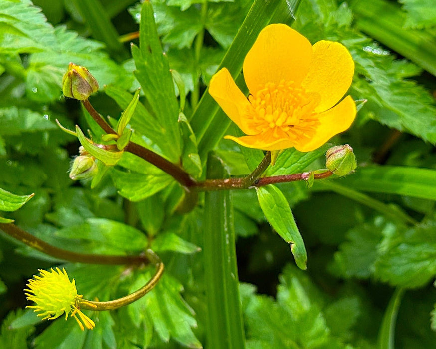 Straight - Beaked Buttercup Seeds (Ranunculus orthorhynchus) - Northwest Meadowscapes