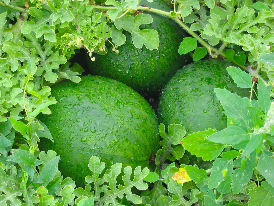watermelon seed plant Sugar Baby Watermelon Seeds — Northwest Meadowscapes