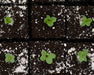 Superschmelz Gigante Lagerkohlrabi Seeds - Northwest Meadowscapes