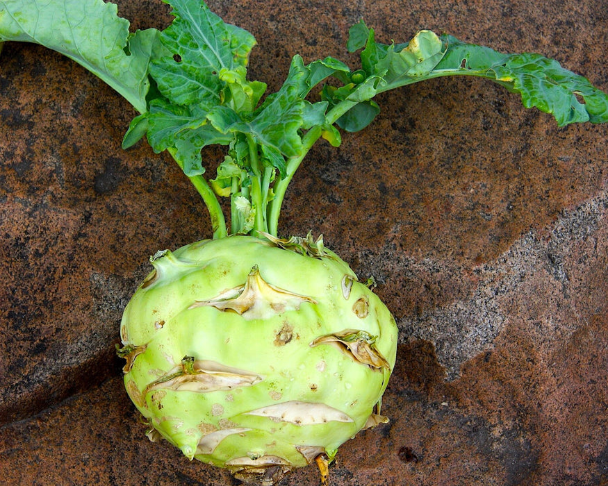 Superschmelz Gigante Lagerkohlrabi Seeds - Northwest Meadowscapes