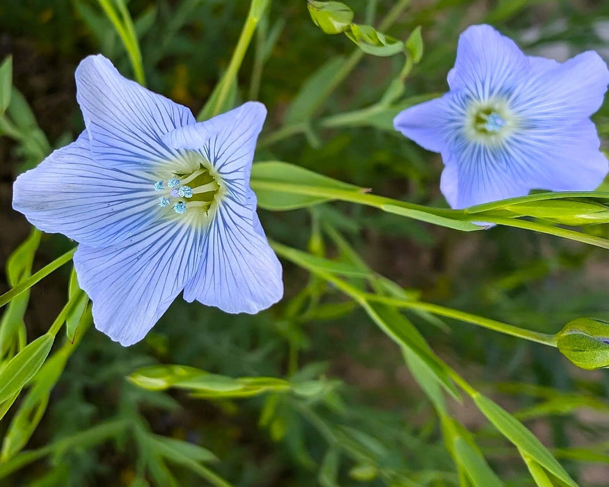 Sussex Flax Seeds (organic/cold-climate variety) - Northwest Meadowscapes