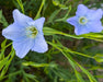 Sussex Flax Seeds (organic/cold-climate variety) - Northwest Meadowscapes