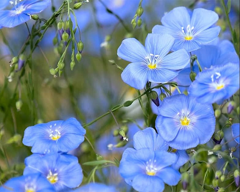 Sussex Flax Seeds (organic/cold-climate variety) - Northwest Meadowscapes