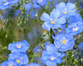 Sussex Flax Seeds (organic/cold-climate variety) - Northwest Meadowscapes