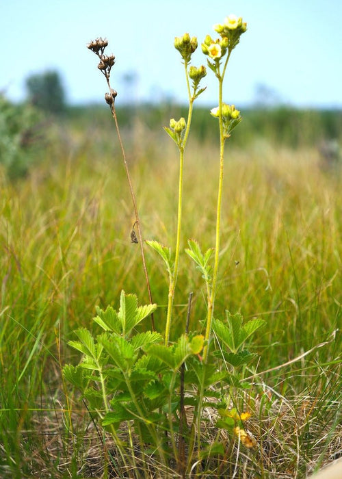 Tall Cinquefoil Seeds (Drymocallis arguta) - Northwest Meadowscapes