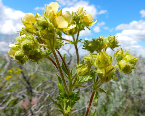 Tall Cinquefoil Seeds (Drymocallis arguta) - Northwest Meadowscapes