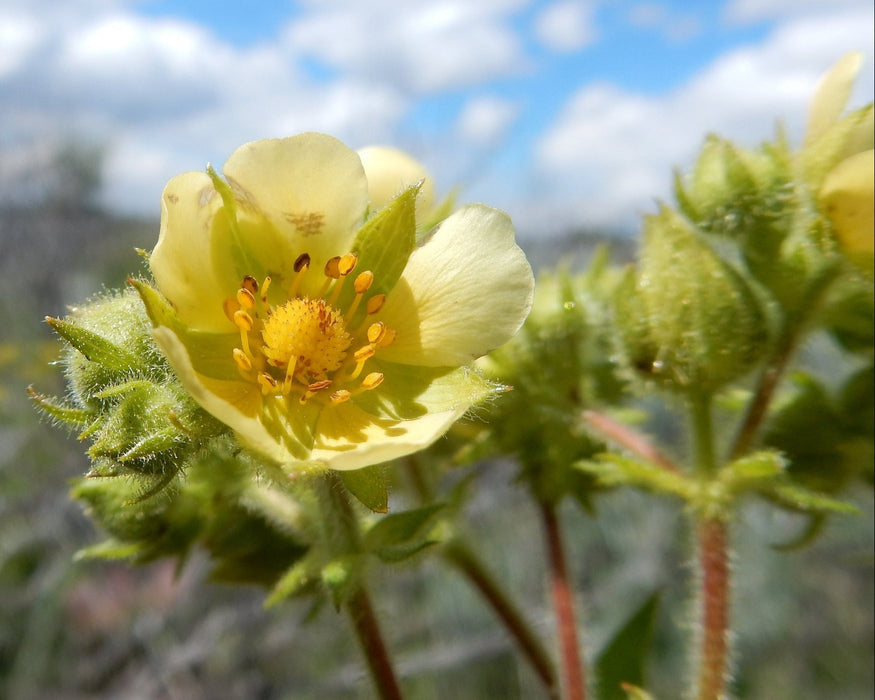 Tall Cinquefoil Seeds (Drymocallis arguta) - Northwest Meadowscapes