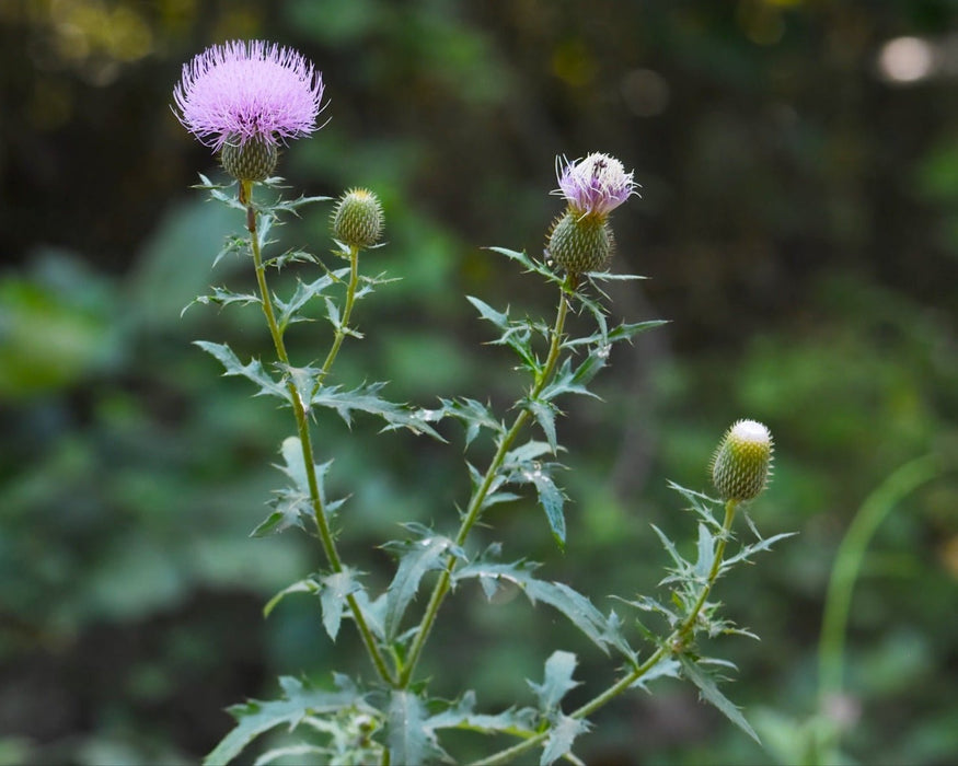 thistle flower seeds Tall Thistle Seeds (Cirsium altissimum)