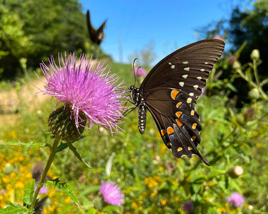 thistle seeds for planting Tall Thistle Seeds (Cirsium altissimum)