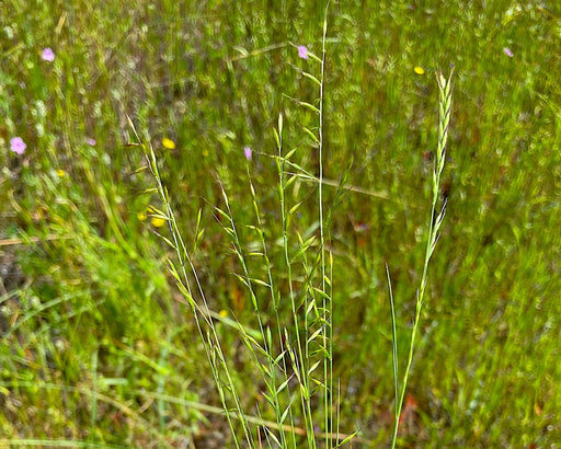 Three Week Fescue Seed (Festuca microstachys) - Northwest Meadowscapes