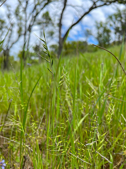 planting fescue seed Three Week Fescue Seed (Festuca microstachys)