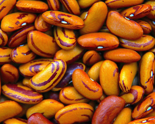 Tiger Eye Bean Seed (UC – Disease Resistant – Organic) - Northwest Meadowscapes