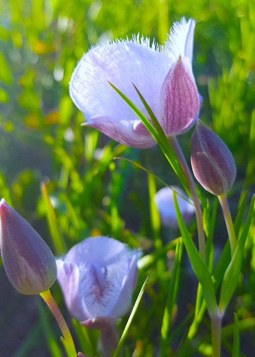 Tolemie’s Star Tulip Seeds (Calochortus tolmiei) - Northwest Meadowscapes
