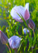 Tolemie’s Star Tulip Seeds (Calochortus tolmiei) - Northwest Meadowscapes
