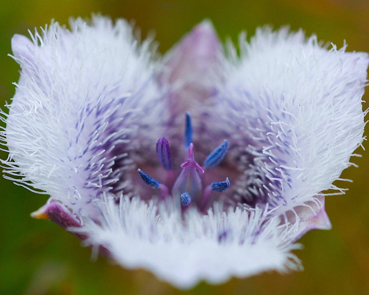 ステラ・ルー - flower  Tolemie's Star Tulip Seeds (Calochortus tolmiei) — Northwest
