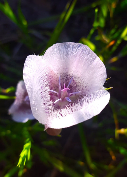 Tolemie’s Star Tulip Seeds (Calochortus tolmiei) - Northwest Meadowscapes