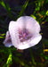 Tolemie’s Star Tulip Seeds (Calochortus tolmiei) - Northwest Meadowscapes