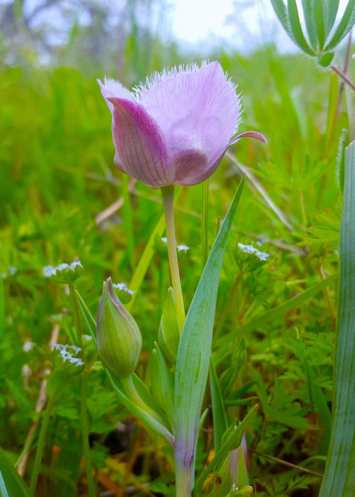 Tolemie’s Star Tulip Seeds (Calochortus tolmiei) - Northwest Meadowscapes