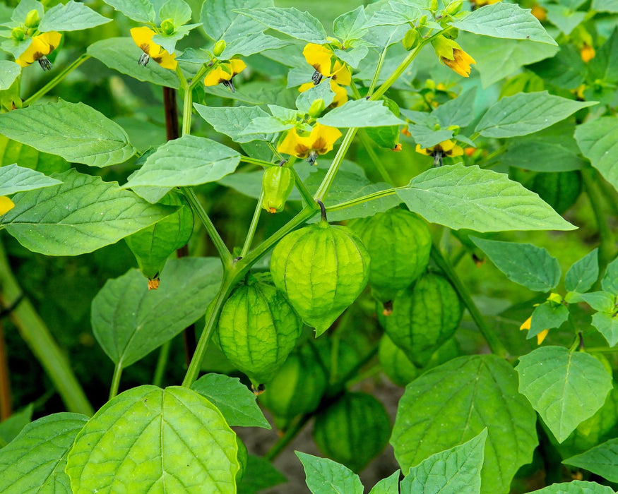 plant tomatillo seeds Toma Verde Tomatillo Seeds