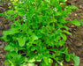 Tuscan Arugula Seeds (organic/cold-hardy) - Northwest Meadowscapes