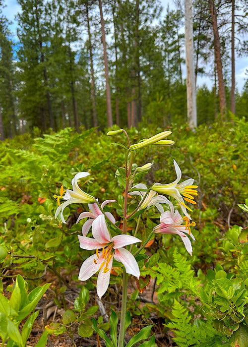 Washington Lily Seeds (Lilium washingtonianum) - Northwest Meadowscapes