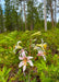 Washington Lily Seeds (Lilium washingtonianum) - Northwest Meadowscapes