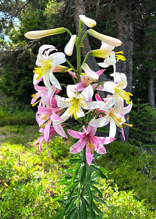 Washington Lily Seeds (Lilium washingtonianum) - Northwest Meadowscapes