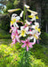 Washington Lily Seeds (Lilium washingtonianum) - Northwest Meadowscapes