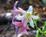 Washington Lily Seeds (Lilium washingtonianum) - Northwest Meadowscapes