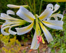 Washington Lily Seeds (Lilium washingtonianum) - Northwest Meadowscapes