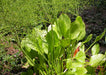 Water Plantain Seeds (Alisma triviale) - Northwest Meadowscapes