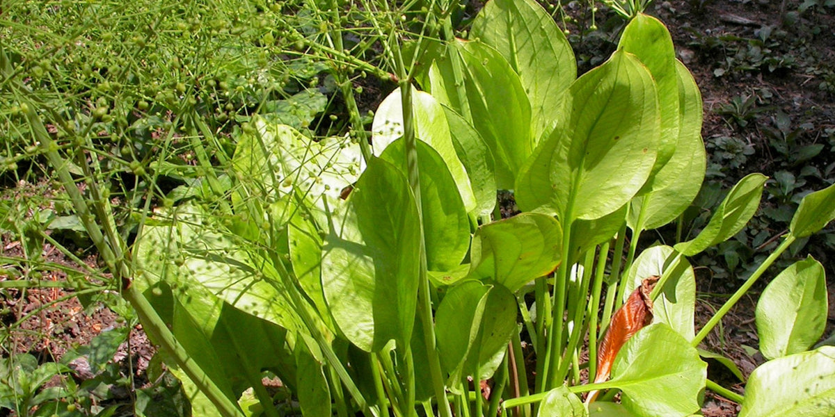 planting plantain seeds Water Plantain Seeds (Alisma triviale)