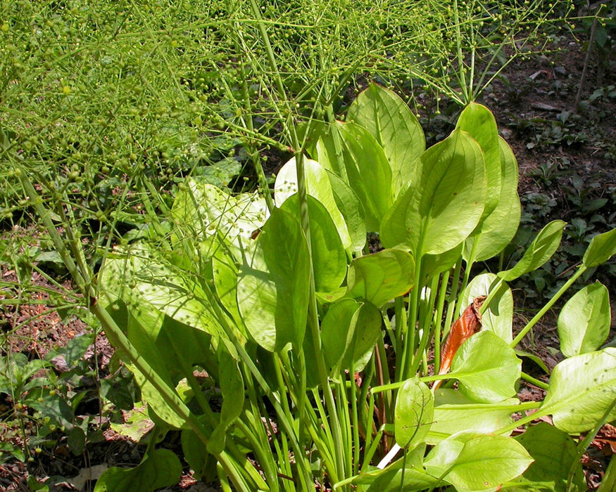 water plant seeds Water Plantain Seeds (Alisma triviale) — Northwest Meadowscapes