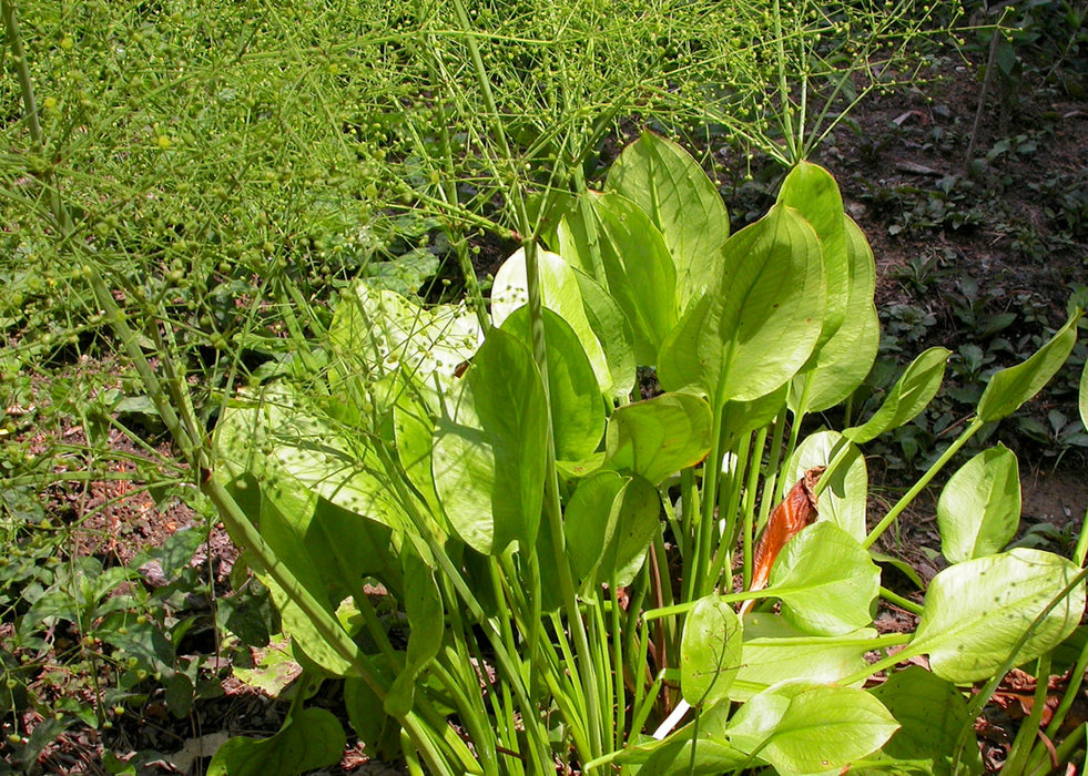 Water Plantain Seeds (Alisma triviale) - Northwest Meadowscapes