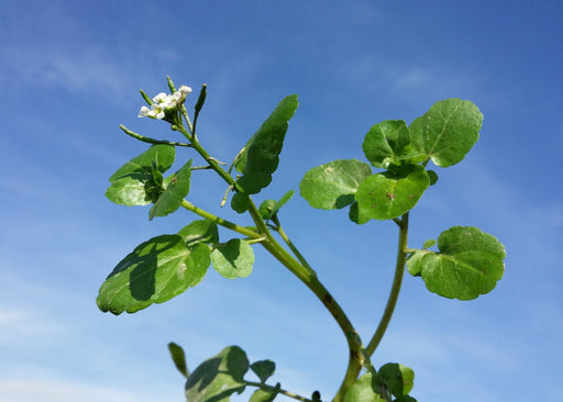 Watercress Seeds (Nasturtium officinale) - Northwest Meadowscapes