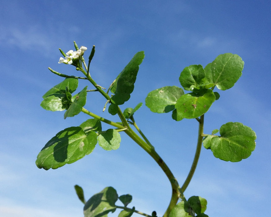 Watercress Seeds (Nasturtium officinale) - Northwest Meadowscapes