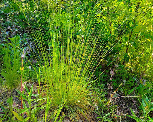 Western Fescue Seeds (Festuca occidentalis) - Northwest Meadowscapes