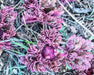 Western Peony Seeds (Paeonia brownii) - Northwest Meadowscapes