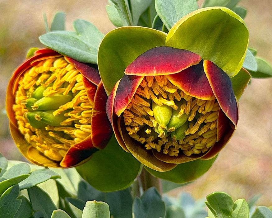 Western Peony Seeds (Paeonia brownii) - Northwest Meadowscapes