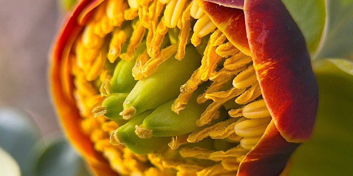 where are the seeds in a peony flower Western Peony Seeds (Paeonia brownii) — Northwest Meadowscapes
