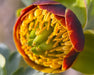 Western Peony Seeds (Paeonia brownii) - Northwest Meadowscapes