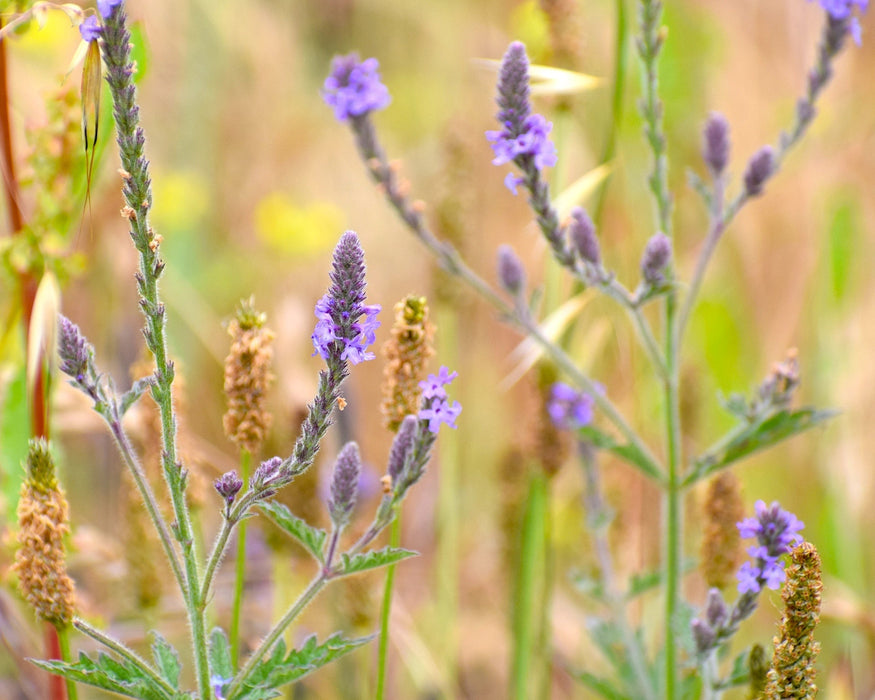 Western Vervain Seeds (Verbena lasiostachys) - Northwest Meadowscapes