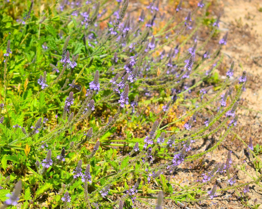Western Vervain Seeds (Verbena lasiostachys) - Northwest Meadowscapes